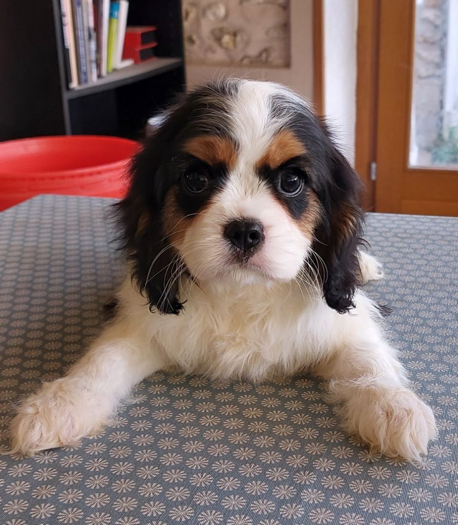 Aika du clos des aubepines