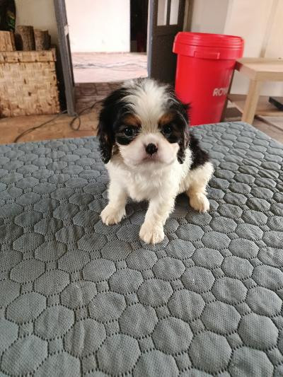 du clos des aubepines - Chiots disponibles - Cavalier King Charles Spaniel